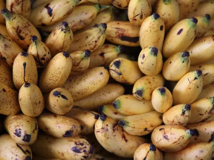 The image shows a cluster of ripe bananas. They are yellow with brown spots and blemishes, which are How do you keep bananas from turning brown in a banana cream pie?